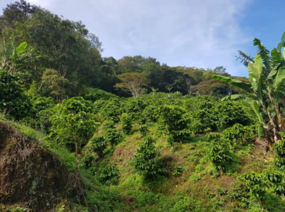 Costa Rica - Tarazzu