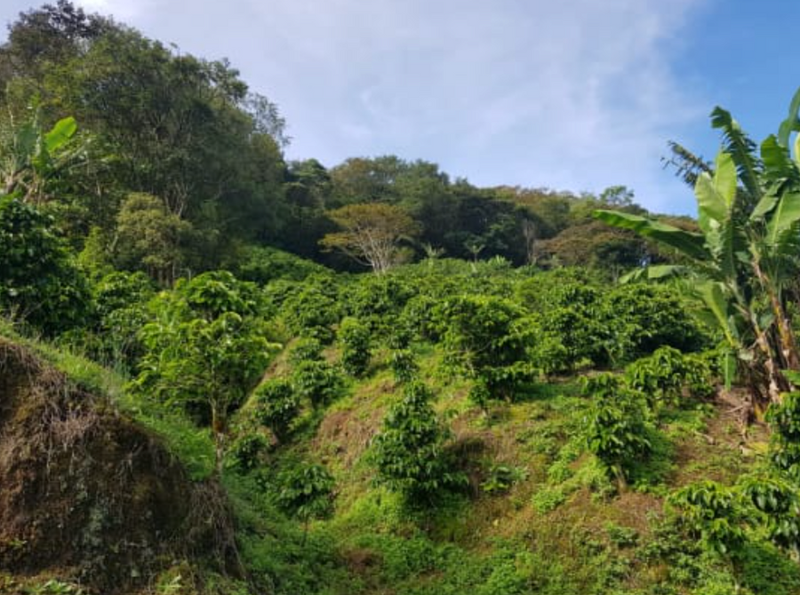 Costa Rica - Tarazzu
